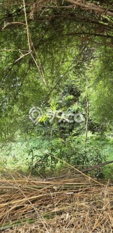 Dijual Tanah di Kemang Bogor Luas 56280m2 SHM Dijual Tanah di Kemang Bogor Luas 56280m2 SHM