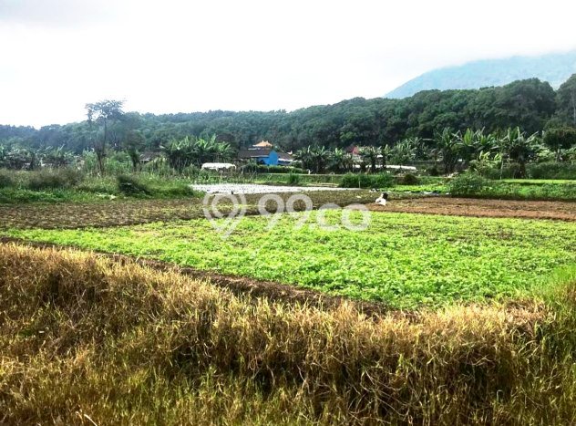 Dijual Tanah Lokasi Bedugul, Tabanan Seluas 265m2 Dijual Tanah Lokasi Bedugul, Tabanan Seluas 265m2