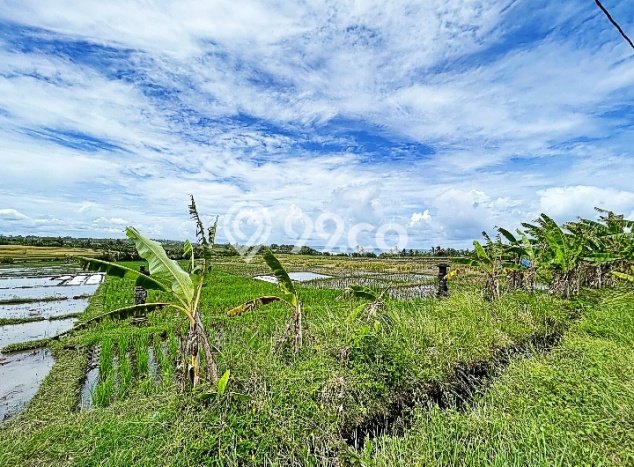 Tanah Siap Bangun Dijual di Tabanan Punya Luas 2175m2 Tanah Siap Bangun Dijual di Tabanan Punya Luas 2175m2