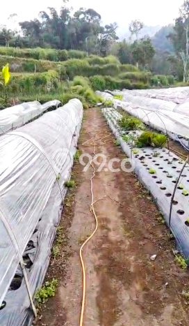 Tanah Dijual di Tabanan Seluas 17500m2 Strategis Tanah Dijual di Tabanan Seluas 17500m2 Strategis