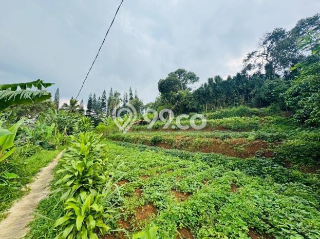 Untuk Dijual Tanah di Cisarua Bogor Luas 300m2 SHM Untuk Dijual Tanah di Cisarua Bogor Luas 300m2 SHM