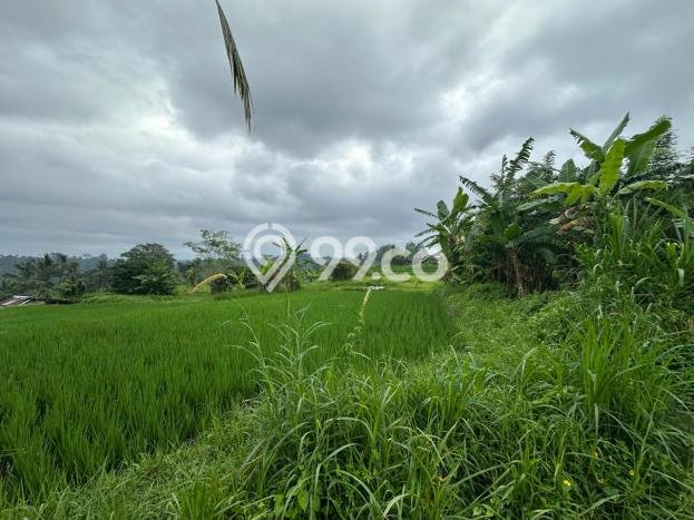 Tanah Dijual Lokasi Gianyar, Gianyar dengan Luas Tanah 1000m2 dan Status SHM Tanah Dijual Lokasi Gianyar, Gianyar dengan Luas Tanah 1000m2 dan Status SHM