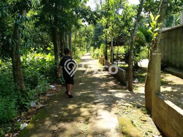 Kavling Tanah Dijual di Lendah, Kulon Progo, Luas 4207m2 Area Strategis Kavling Tanah Dijual di Lendah, Kulon Progo, Luas 4207m2 Area Strategis