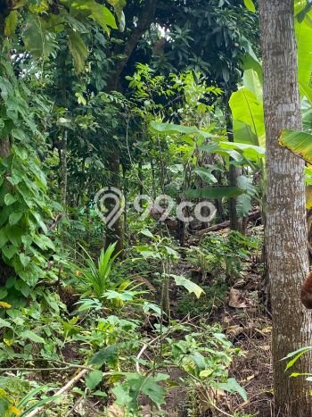 Lahan Investasi Lokasi Ngaliyan Semarang SHM Lahan Investasi Lokasi Ngaliyan Semarang SHM
