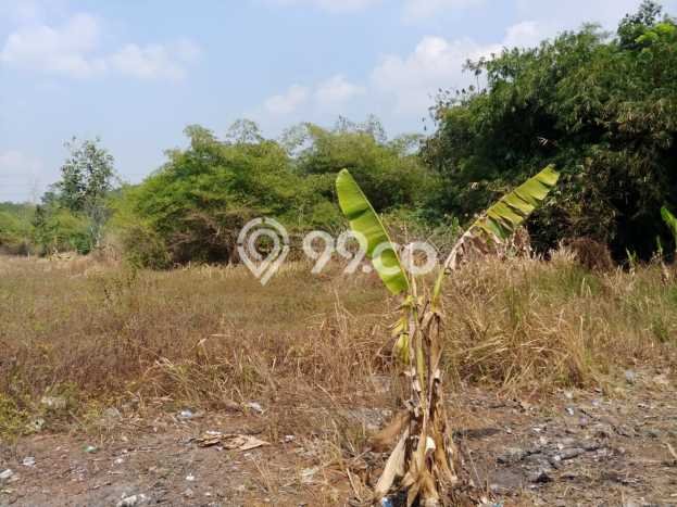 Tanah Dijual Lokasi Mijen, Semarang Luas 12000m2 Legalitas Aman Tanah Dijual Lokasi Mijen, Semarang Luas 12000m2 Legalitas Aman