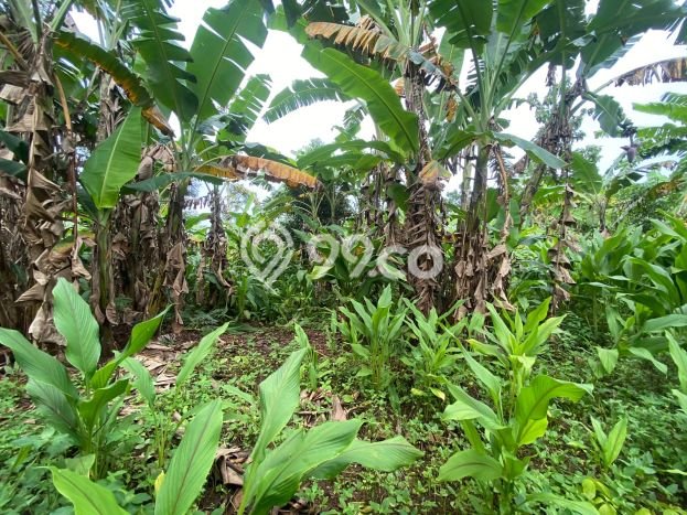 Lahan Investasi Lokasi Ngaliyan Semarang SHM Lahan Investasi Lokasi Ngaliyan Semarang SHM