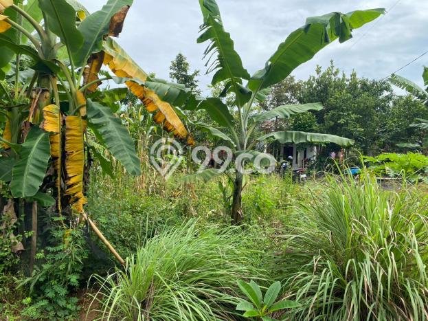 Lahan Investasi Lokasi Ngaliyan Semarang SHM Lahan Investasi Lokasi Ngaliyan Semarang SHM