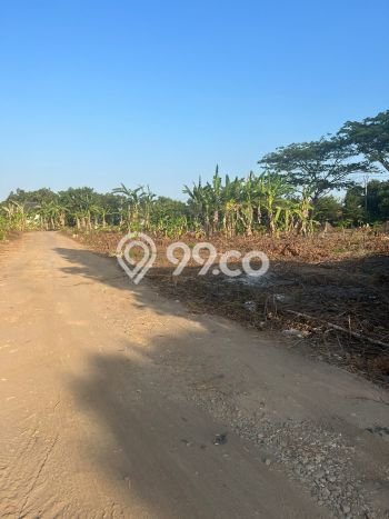 Tanah Dijual Lokasi Indramayu, Indramayu Luas 14800m2 Legalitas Aman Tanah Dijual Lokasi Indramayu, Indramayu Luas 14800m2 Legalitas Aman