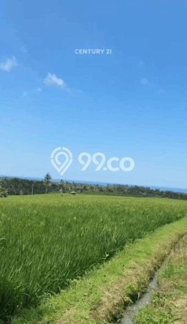 Tanah Dijual Area Strategis di Antosari Tabanan 3700m2 Tanah Dijual Area Strategis di Antosari Tabanan 3700m2
