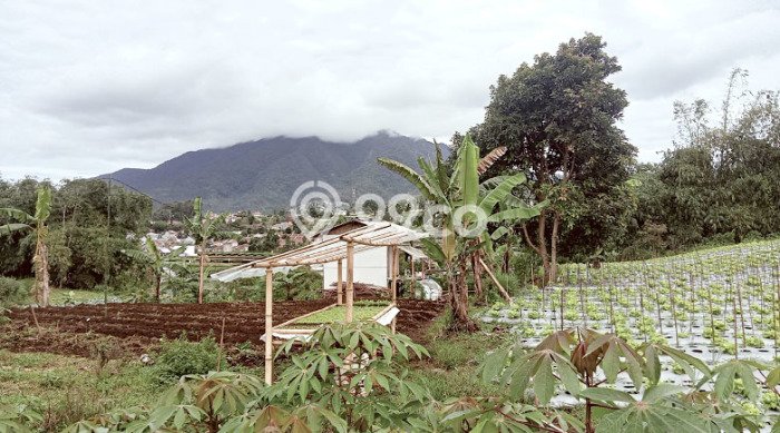 Tanah Dijual Lokasi Cisarua, Bandung Barat Luas 2337m2 Legalitas Aman Tanah Dijual Lokasi Cisarua, Bandung Barat Luas 2337m2 Legalitas Aman