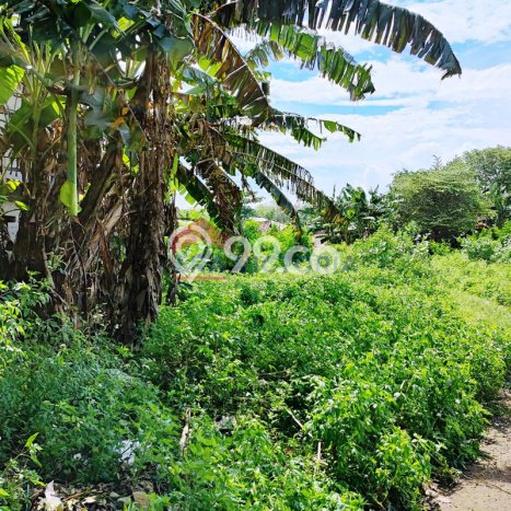 Tanah untuk Dijual Lokasi Panggungrejo, Pasuruan Luas 1840m2 - Tanah untuk Dijual Lokasi Panggungrejo, Pasuruan Luas 1840m2 -