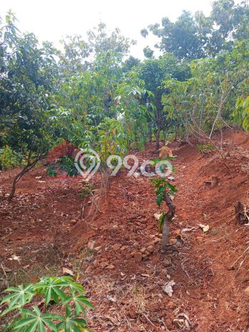 Untuk Dijual Tanah di Nganjuk Nganjuk Luas 1061m2 SHM Untuk Dijual Tanah di Nganjuk Nganjuk Luas 1061m2 SHM