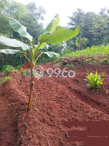 Untuk Dijual Tanah di Nganjuk Nganjuk Luas 1061m2 SHM Untuk Dijual Tanah di Nganjuk Nganjuk Luas 1061m2 SHM