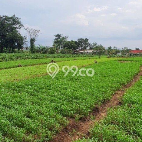 Tanah Kavling Dijual di Tanah Sareal, Bogor dengan Luas Tanah 11000m2 Tanah Kavling Dijual di Tanah Sareal, Bogor dengan Luas Tanah 11000m2