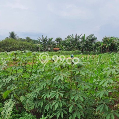 Tanah Kavling Dijual di Tanah Sareal, Bogor dengan Luas Tanah 11000m2 Tanah Kavling Dijual di Tanah Sareal, Bogor dengan Luas Tanah 11000m2