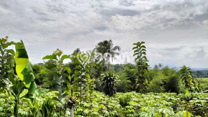 Jual Tanah Kawasan Komersial di Sukaraja, Luas 500m2m², Cocok untuk Pengembangan Jual Tanah Kawasan Komersial di Sukaraja, Luas 500m2m², Cocok untuk Pengembangan