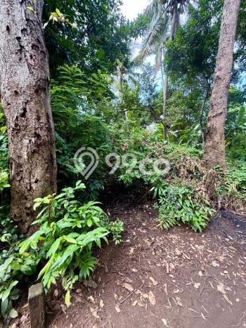 Tanah di Gianyar, Gianyar Luas 1250m2 Dijual Segera Tanah di Gianyar, Gianyar Luas 1250m2 Dijual Segera