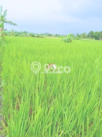 Lahan Kosong Dijual di Bogor dengan Area 700m2 Lahan Kosong Dijual di Bogor dengan Area 700m2