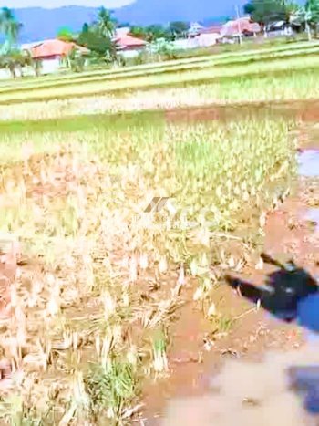 Tanah Kosong Dijual di Cianjur dengan Area 1135m2 Tanah Kosong Dijual di Cianjur dengan Area 1135m2