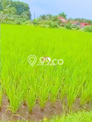 Lahan Kosong Dijual di Bogor dengan Area 700m2 Lahan Kosong Dijual di Bogor dengan Area 700m2