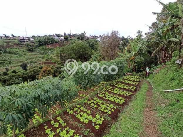 Tanah Dijual Lokasi Parongpong, Bandung Barat Luas 5235m2 Legalitas Aman Tanah Dijual Lokasi Parongpong, Bandung Barat Luas 5235m2 Legalitas Aman