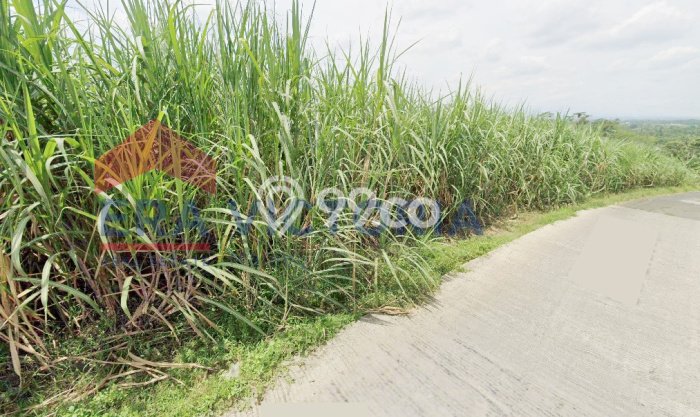 Tanah di Wagir, Malang Luas 6907m2 Dijual Segera Tanah di Wagir, Malang Luas 6907m2 Dijual Segera