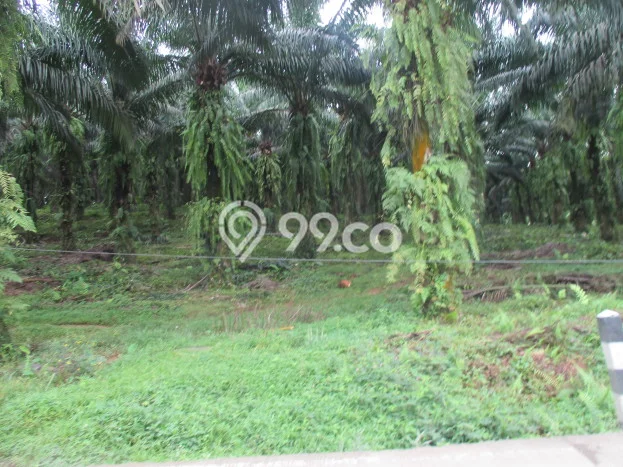 Lahan Strategis di Cigudeg Dijual dengan Luas 53000m2 Lahan Strategis di Cigudeg Dijual dengan Luas 53000m2