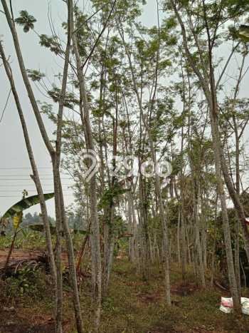 Lahan Kosong Dijual di Cikembar, Sukabumi, Luas 1098m2 Area Strategis Lahan Kosong Dijual di Cikembar, Sukabumi, Luas 1098m2 Area Strategis