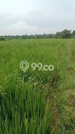 Kavling Tanah Dijual di Mantup Lamongan Spesifikasi 7000m2 Kavling Tanah Dijual di Mantup Lamongan Spesifikasi 7000m2