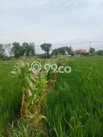 Kavling Tanah Dijual di Mantup Lamongan Spesifikasi 7000m2 Kavling Tanah Dijual di Mantup Lamongan Spesifikasi 7000m2