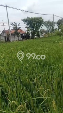 Kavling Tanah Dijual di Mantup Lamongan Spesifikasi 7000m2 Kavling Tanah Dijual di Mantup Lamongan Spesifikasi 7000m2