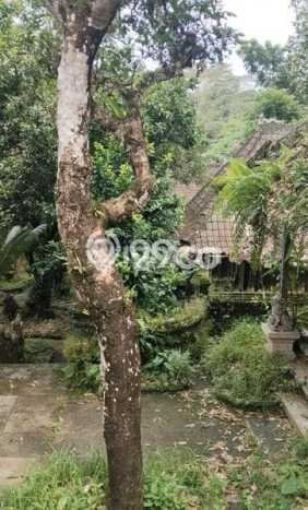 Properti Terbaik! Vila Kawasan Ubud, Dimensi 6000m2m², Area Asri dan tenang Properti Terbaik! Vila Kawasan Ubud, Dimensi 6000m2m², Area Asri dan tenang