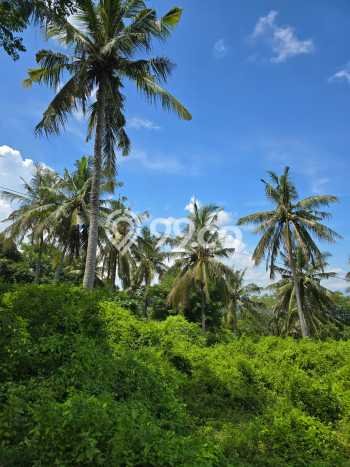 Lahan Dijual Lokasi Strategis di Lombok Barat dengan Luas 1489m2 Lahan Dijual Lokasi Strategis di Lombok Barat dengan Luas 1489m2
