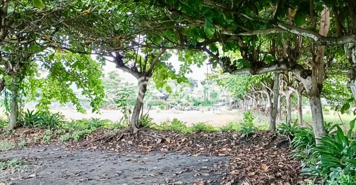 Tanah Kavling Dijual di Denpasar dengan Spesifikasi 3800m2 Tanah Kavling Dijual di Denpasar dengan Spesifikasi 3800m2