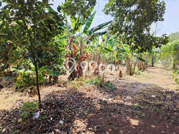 Tanah di Cibinong, Bogor Luas 4526m2 Dijual Segera Tanah di Cibinong, Bogor Luas 4526m2 Dijual Segera