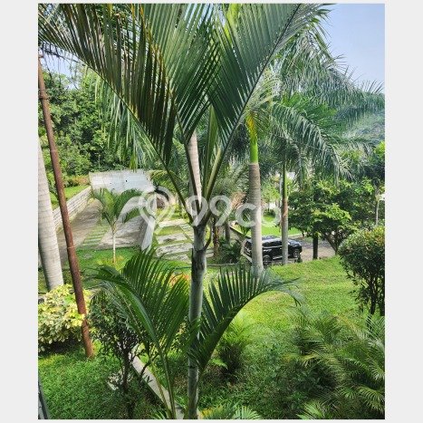 Vila di Leuwiliang, Dimensi 4261m2m², Cocok untuk berbagai kebutuhan Vila di Leuwiliang, Dimensi 4261m2m², Cocok untuk berbagai kebutuhan