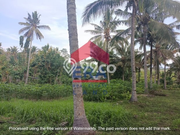 Kavling Tanah untuk Dijual di Pangyangan, Jembrana, Luas 12600m2 Kavling Tanah untuk Dijual di Pangyangan, Jembrana, Luas 12600m2