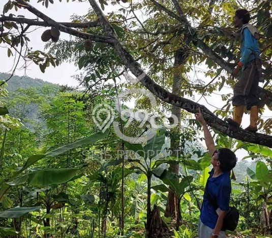 Tanah Dijual Lokasi Cipatat Bandung Barat SHM Tanah Dijual Lokasi Cipatat Bandung Barat SHM