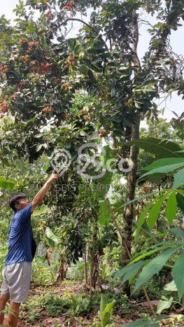 Tanah Dijual Lokasi Cipatat Bandung Barat SHM Tanah Dijual Lokasi Cipatat Bandung Barat SHM