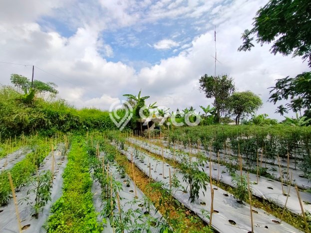 Dijual Tanah 10060m2 di Gadog, Bogor Dijual Tanah 10060m2 di Gadog, Bogor