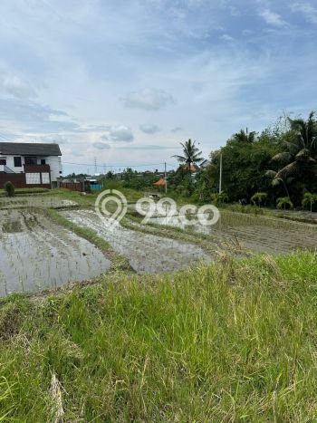 Tanah Kavling untuk Disewa di Mengwi Badung 900m2 Tanah Kavling untuk Disewa di Mengwi Badung 900m2