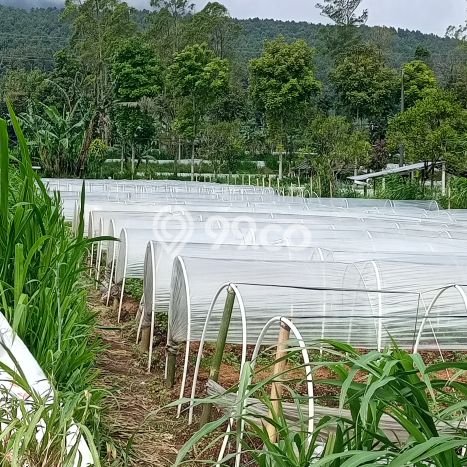 Tanah Dijual Area Strategis di Bedugul Tabanan 1300m2 Tanah Dijual Area Strategis di Bedugul Tabanan 1300m2