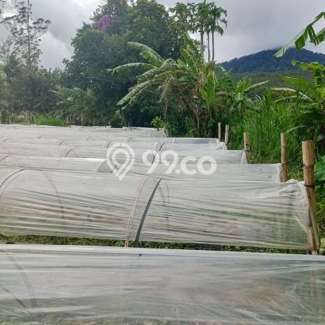Dijual Tanah di Tabanan, Luas 5000m2 SHM Dijual Tanah di Tabanan, Luas 5000m2 SHM