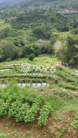 Untuk Dijual Tanah 22000m2 di Bedugul, Tabanan Untuk Dijual Tanah 22000m2 di Bedugul, Tabanan