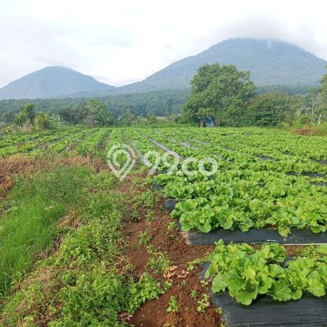 Dijual Tanah Lokasi Bedugul, Tabanan Seluas 3500m2 Dijual Tanah Lokasi Bedugul, Tabanan Seluas 3500m2