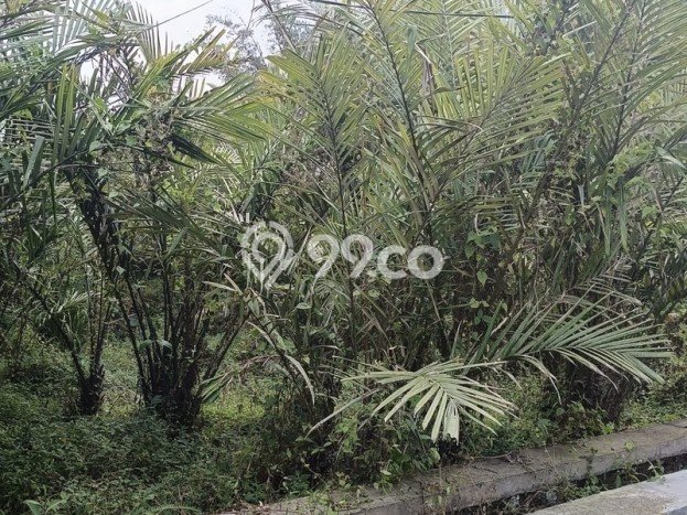HARGA TERBAIK! Tanah Kawasan Turi, Luas 24600m2m², Area Premium HARGA TERBAIK! Tanah Kawasan Turi, Luas 24600m2m², Area Premium