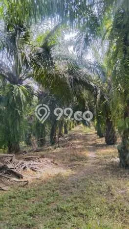 LOKASI STRATEGIS! Tanah di Lubuk Batang, Luas 1e+06m², Kawasan Potensial, Cocok untuk Hunian LOKASI STRATEGIS! Tanah di Lubuk Batang, Luas 1e+06m², Kawasan Potensial, Cocok untuk Hunian