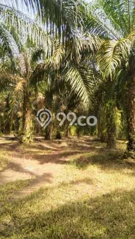 LOKASI STRATEGIS! Tanah di Lubuk Batang, Luas 1e+06m², Kawasan Potensial, Cocok untuk Hunian LOKASI STRATEGIS! Tanah di Lubuk Batang, Luas 1e+06m², Kawasan Potensial, Cocok untuk Hunian
