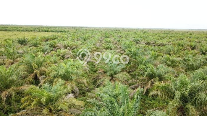 Jual Tanah Kawasan Pampangan, Luas 1.316283e+10m², Lingkungan Asri Jual Tanah Kawasan Pampangan, Luas 1.316283e+10m², Lingkungan Asri