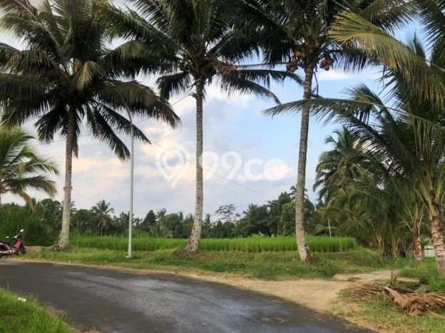 Kavling Tanah Dijual di Ubud Gianyar Spesifikasi 4000m2 Kavling Tanah Dijual di Ubud Gianyar Spesifikasi 4000m2